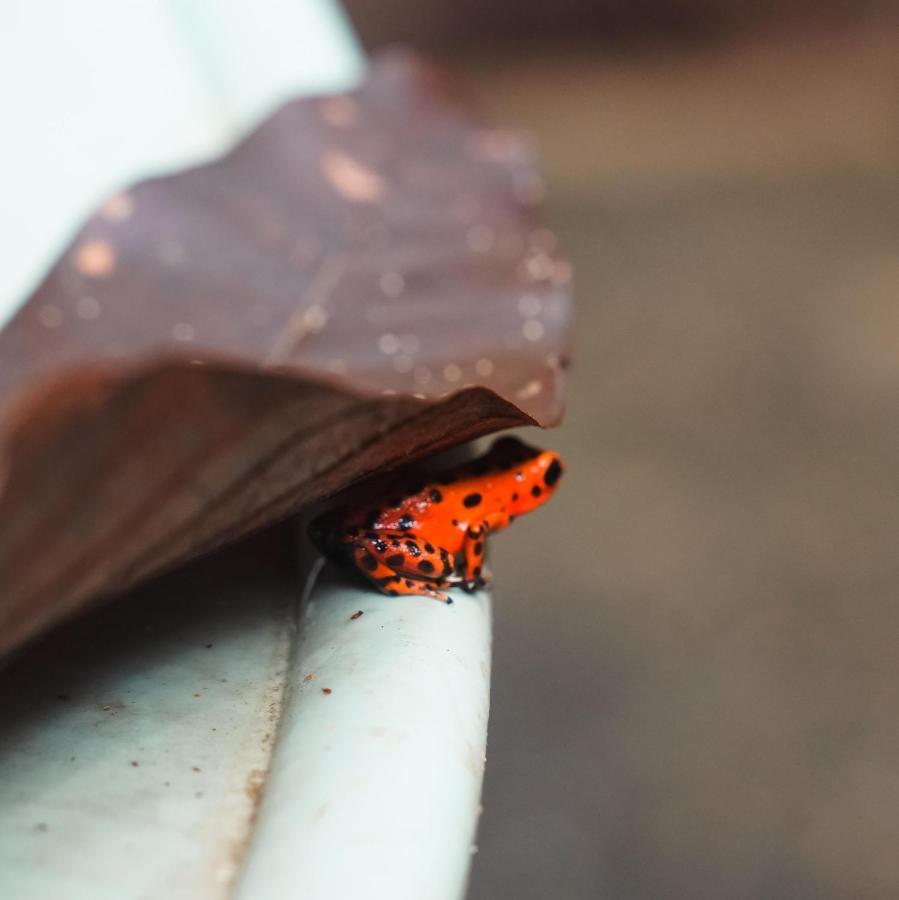 Hotel Socialtel Red Frog